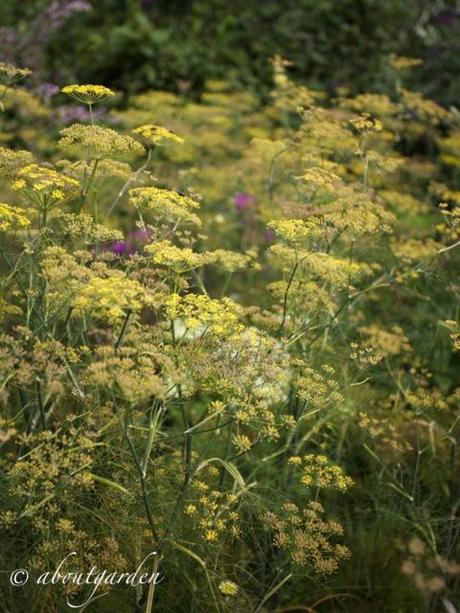 Foeniculum vulgare at garden