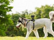 Tecnologia, webcam nostri amici zampe cani