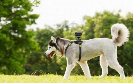 Tecnologia, app e webcam per i nostri amici a 4 zampe i cani