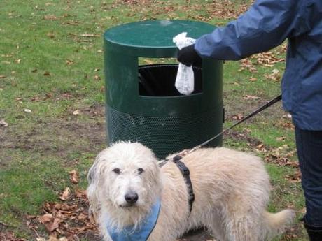 Napoli: al Vomero e all'Arenella DNA canino obbligatorio