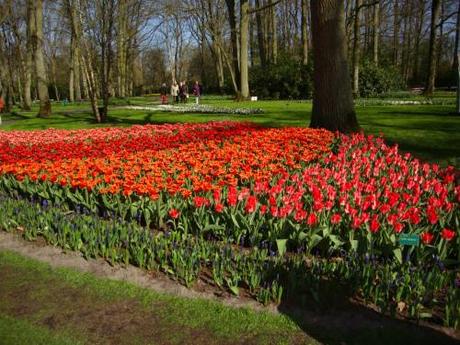 I giardini di Keukenhoff, Olanda