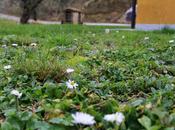 fiori sole d'inverno