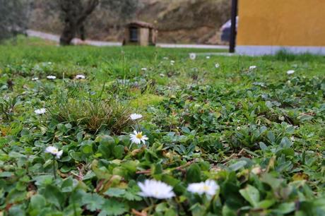 fiori al sole d'inverno