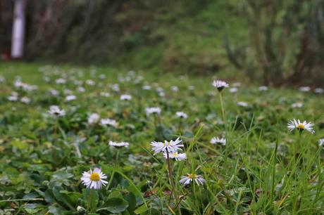 fiori al sole d'inverno