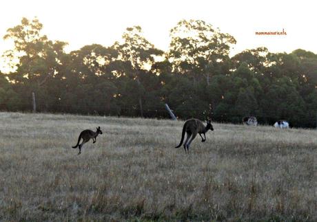 Il nostro viaggio nel Western Australia nelle 20 foto più belle, prima parte