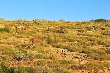 MOLLO TUTTO E VOLO IN AUSTRALIA