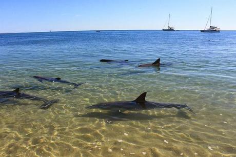 MOLLO TUTTO E VOLO IN AUSTRALIA