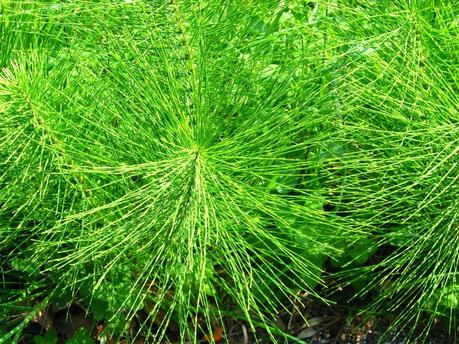 Oggi nella mia rubrica: erbe in tintura, infuso, olio essenziale, Equiseto