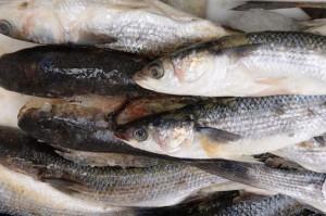 come acquistare pesce economico e nutriente