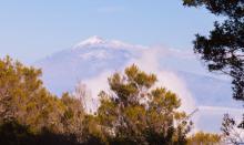 La Gomera, Canary Island canaries-24