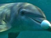 Delfini pesci palla, elefanti bocce sidro