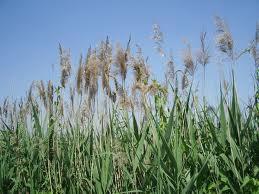 Cannuccia di palude Phragmites australis