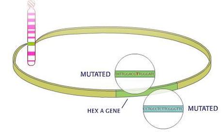 Tay Sachs: albero genealogico e calcolo delle probabilità