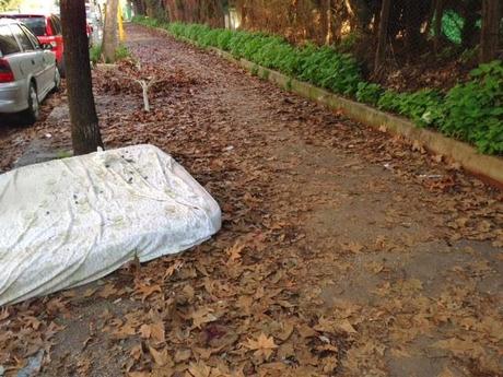 In città come nel bosco. A Roma puoi camminare su tappeti di foglie senza neppure scomodarti per raggiungere gli Appennini