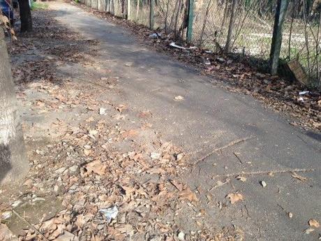 In città come nel bosco. A Roma puoi camminare su tappeti di foglie senza neppure scomodarti per raggiungere gli Appennini