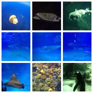 Osaka Aquarium Kayukan