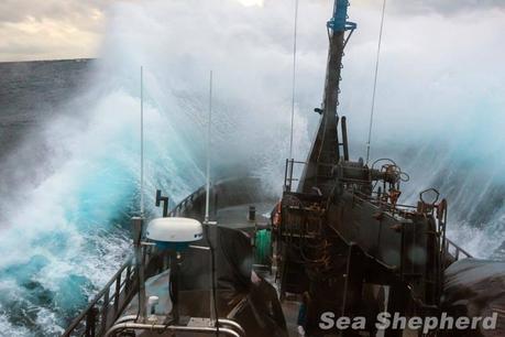Sea Shepherd in Antartide: Natale a bordo della Sam Simon