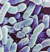 Variando la comunità batterica intestinale si allunga la vita