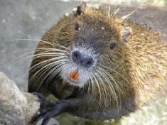 nutria-big-beta-2