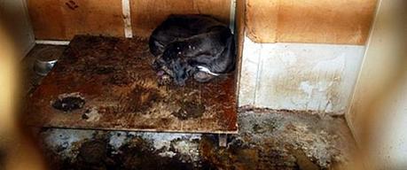 lager-cani-bari(1)-550