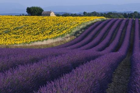 Campi di lavanda in Provenza