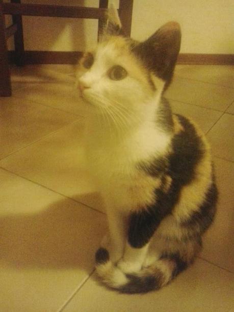 Alla piccola, dolce Virginia