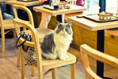 A Torino il primo cat café italiano