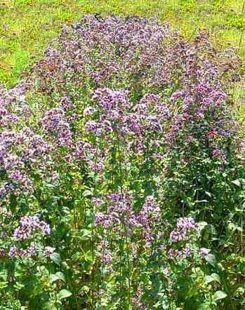 Oggi nella mia rubrica: erbe in tintura, infuso, olio essenziale, Origano e Salice