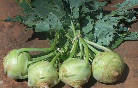 Kohlrabi, il super-cibo (modaiolo) del 2014