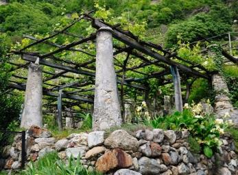 Il Nebbiolo e le Alpi: il Carema Doc