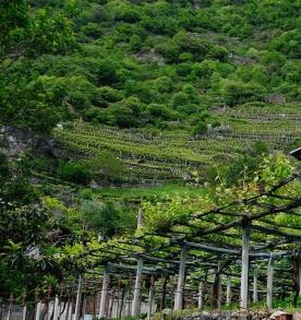 Il Nebbiolo e le Alpi: il Carema Doc