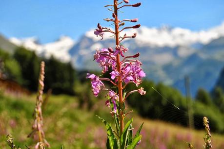 Antagnod, rascard all'ombra del Monte Rosa.