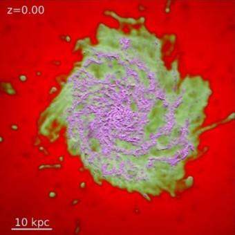 Fotogramma di uno dei video della simulazione FIRE che mostra la distribuzione del gas in una galassia. In color magenta è rappresentato il gas atomico e molecolare freddo da cui si formano le stelle, in verde il gas ionizzato e in rosso quello molto caldo che va a costituire l'alone galattico. Crediti: Philip Hopkins/Caltech 