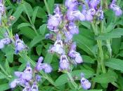 Oggi nella rubrica: erbe tintura, infuso, olio essenziale, Salvia