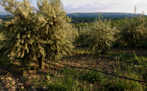Un campo di ulivi in Calabria (tipitosti.it)