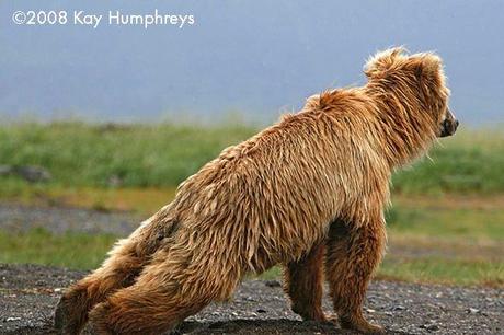 L'orso yogi del mercoledì