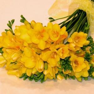 Primavera Estate 2014: colori must have fresia