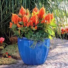 Primavera Estate 2014: colori must have fiore celosia