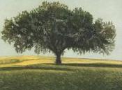 “Carrubo” Sonia Colopi