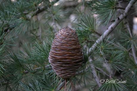 20140117_cedro del Libano_DSC_0274