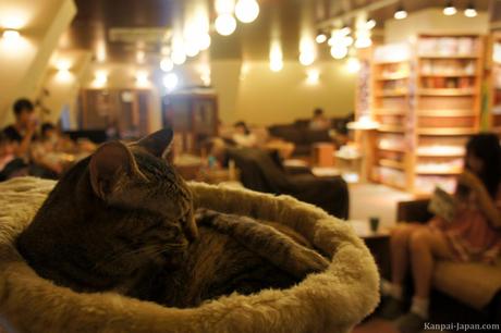 Neko Cafè di Tokio