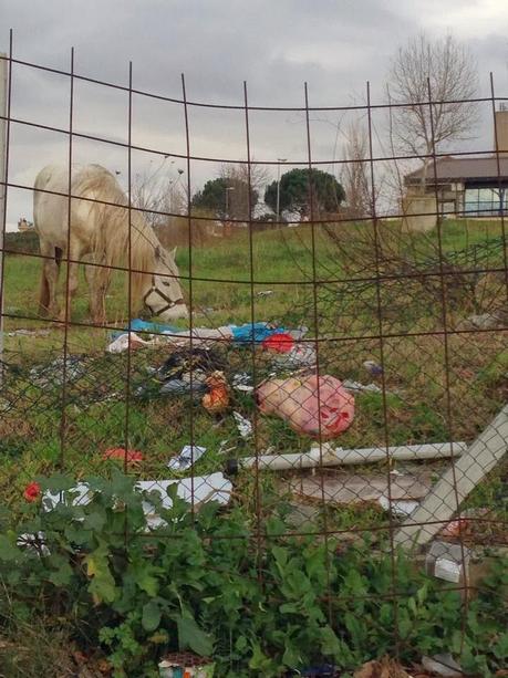 E dopo i maiali a Selva Candida, è il turno dei cavalli al Portuense. Denominatore comune? Mangiare monnezza