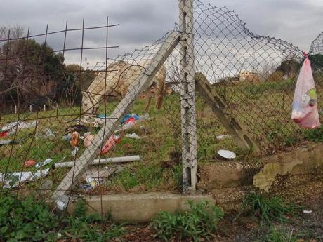 E dopo i maiali a Selva Candida, è il turno dei cavalli al Portuense. Denominatore comune? Mangiare monnezza