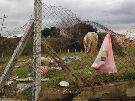 E dopo i maiali a Selva Candida, è il turno dei cavalli al Portuense. Denominatore comune? Mangiare monnezza