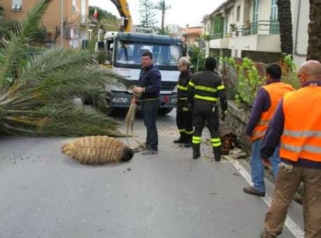 La bufala della larva gigante in Campania