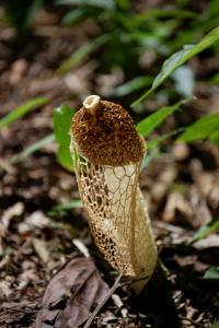 I funghi, guardiani della biodiversità