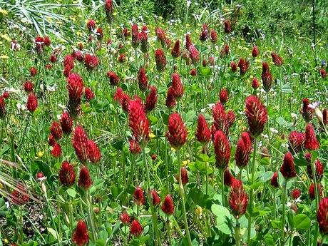 Oggi nella mia rubrica: erbe in tintura, infuso, oli essenziali, Trifoglio rosso