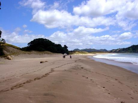 Sottosopra 2 - In Auto da Auckland a Coromandel e Ritorno