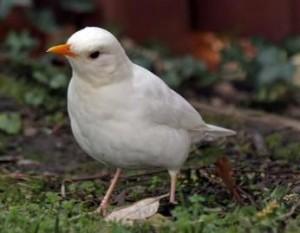 white blickbird