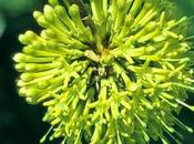 Oggi nella rubrica: erbe tintura, infuso, olio essenziale. Uncaria